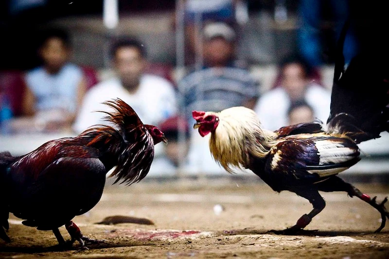 The most dramatic and popular forms of Cockfighting Betting