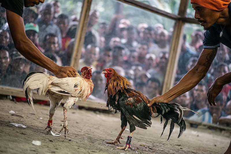 Why Choose Cockfighting Betting At BW777