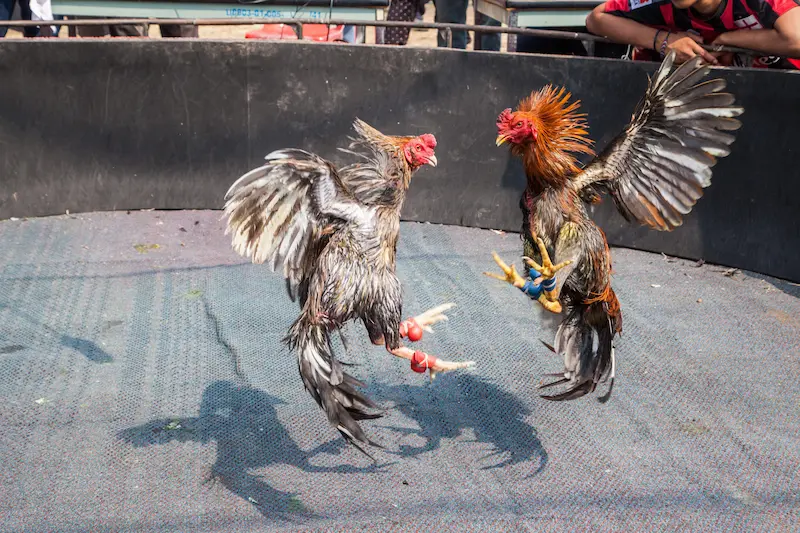 Overview of Cockfighting Betting